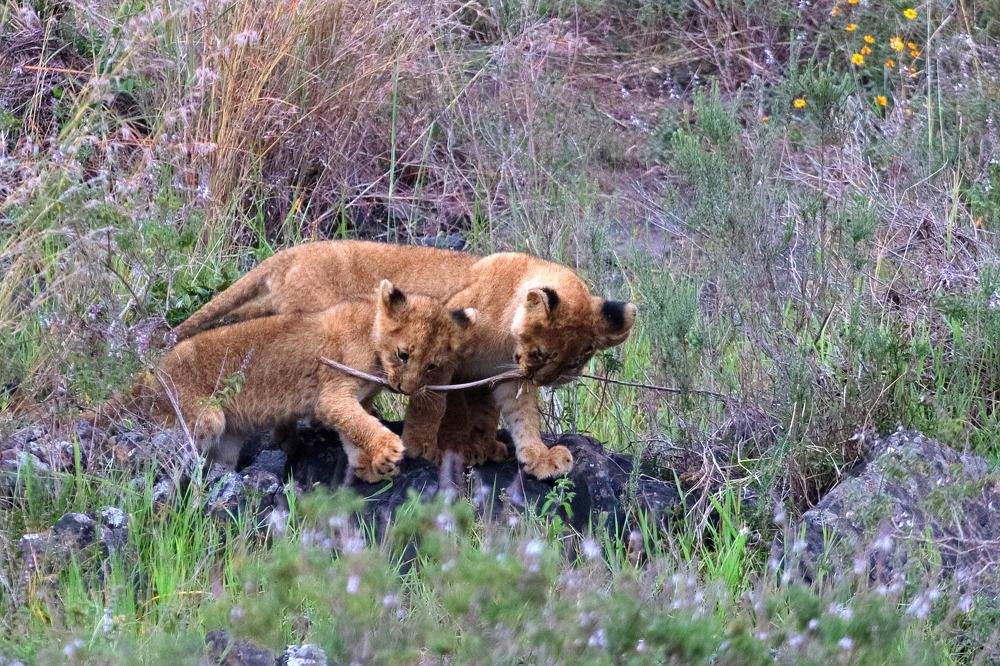Nairobi National Park