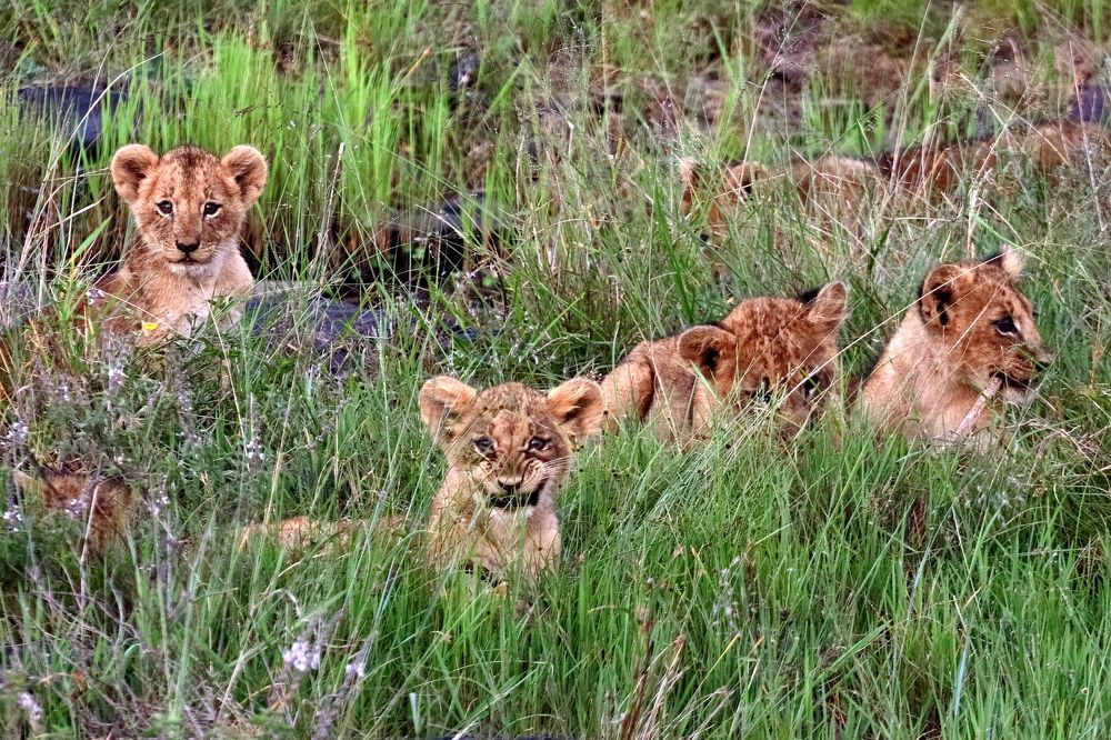 Nairobi National Park