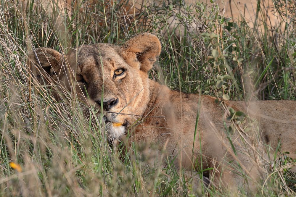 Nairobi National Park