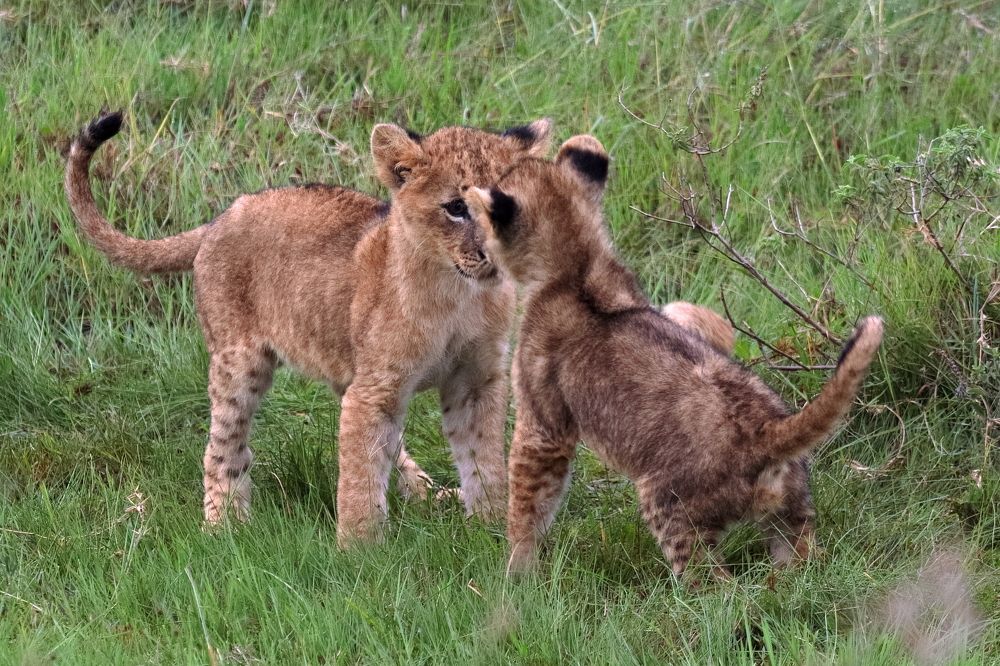 Nairobi National Park