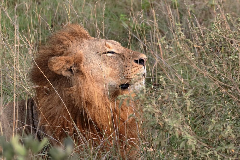 Nairobi National Park