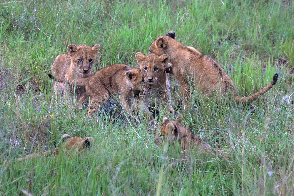 Nairobi National Park