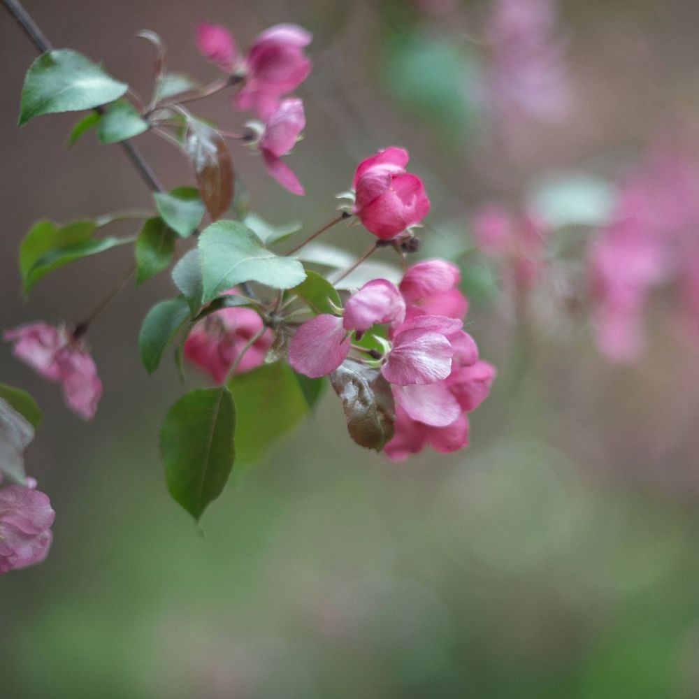 ***