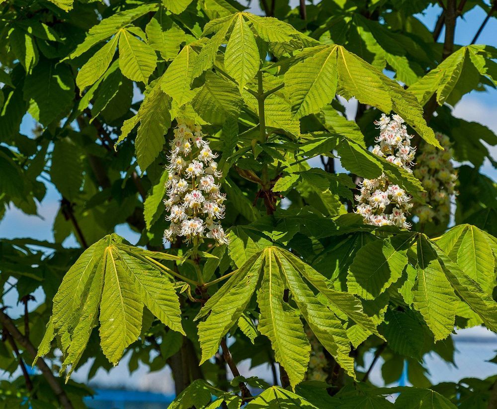 Городские зарисовки в конце мая