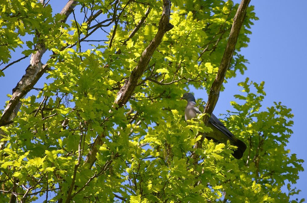 Вяхирь(Columba palumbus)