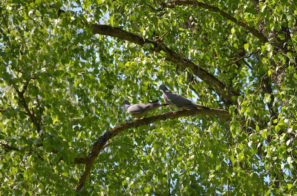Вяхирь(Columba palumbus)