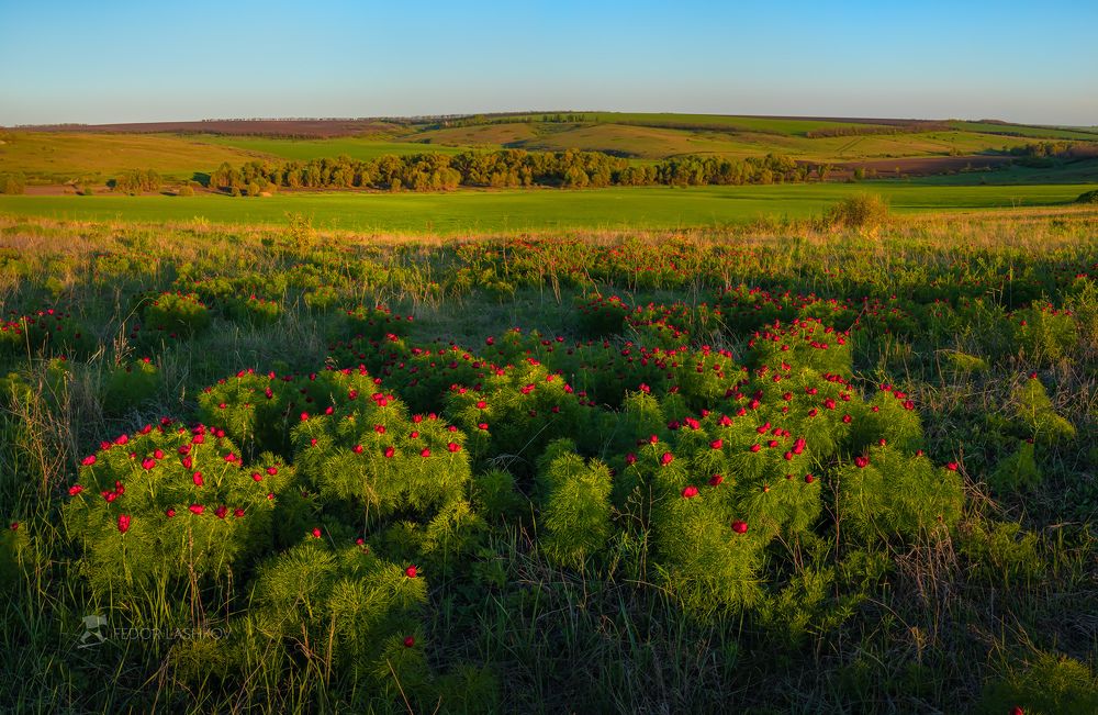 Белгородская степь