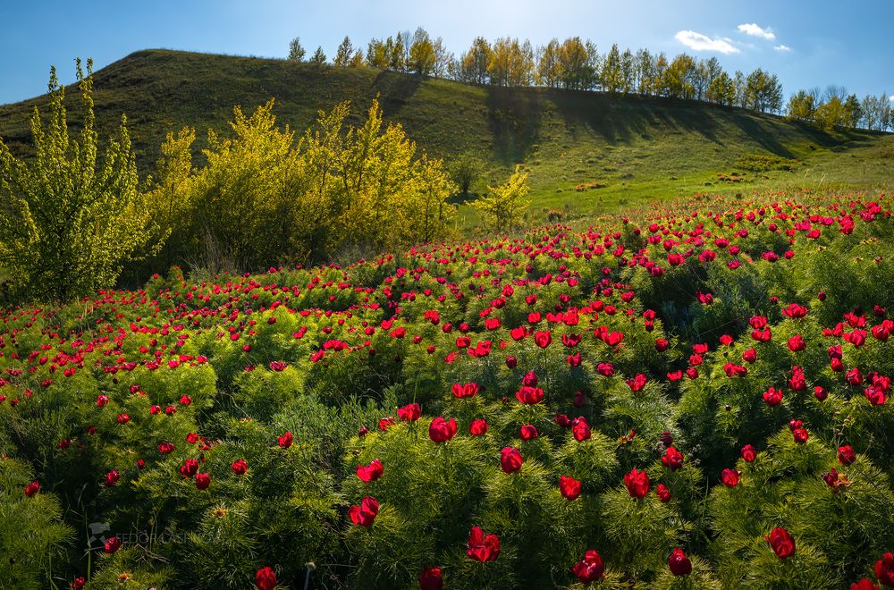 Белгородская степь