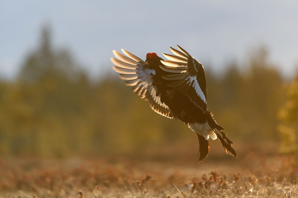 Про тетеревов.
