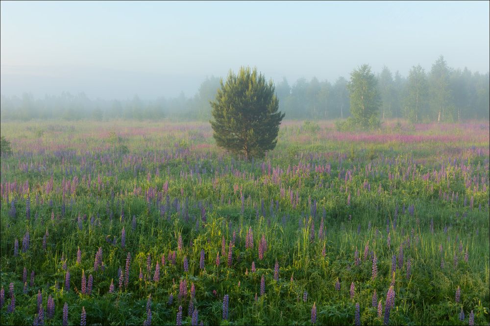 Первый свет на затуманенных лугах