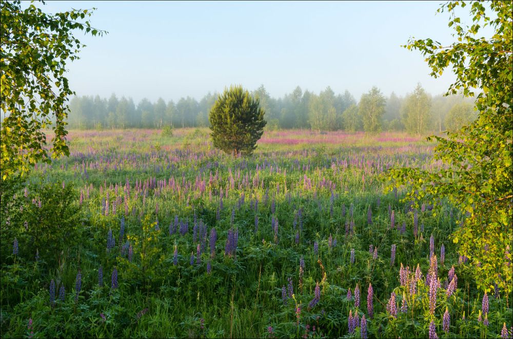 Чудесное летнее утро на люпиновых лугах