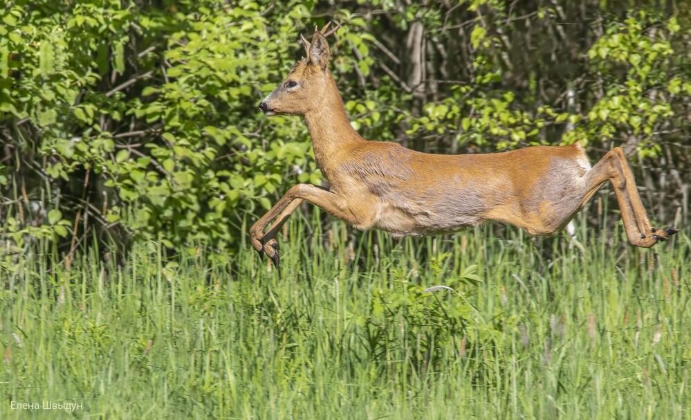 Roe deer
