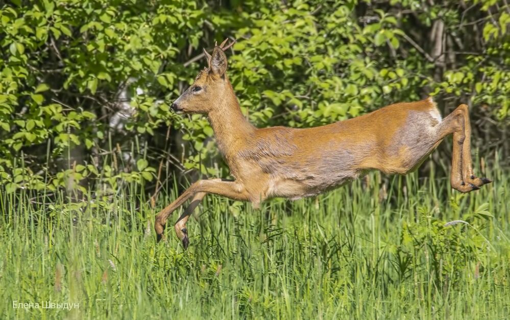 Roe deer