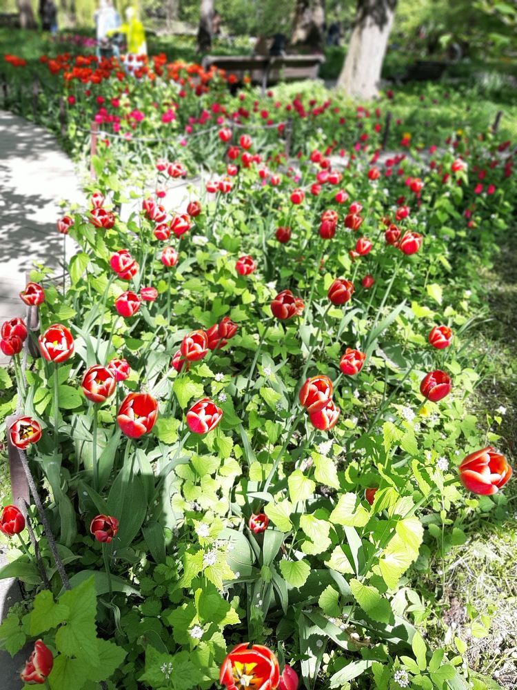Май в Аптекарском огороде