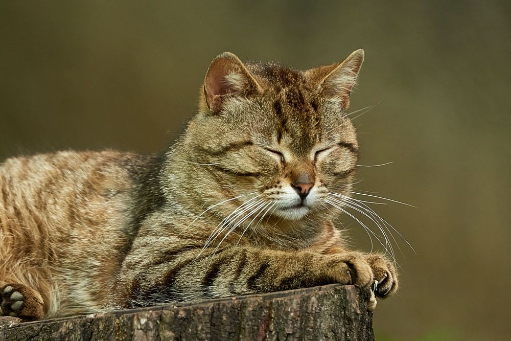 Король двора