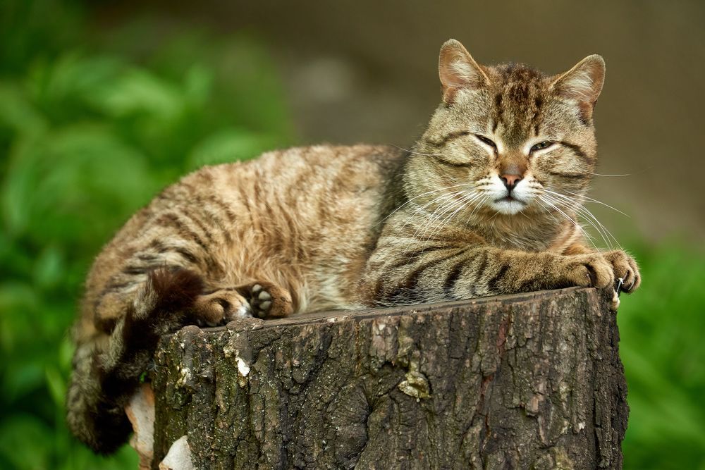 Король двора