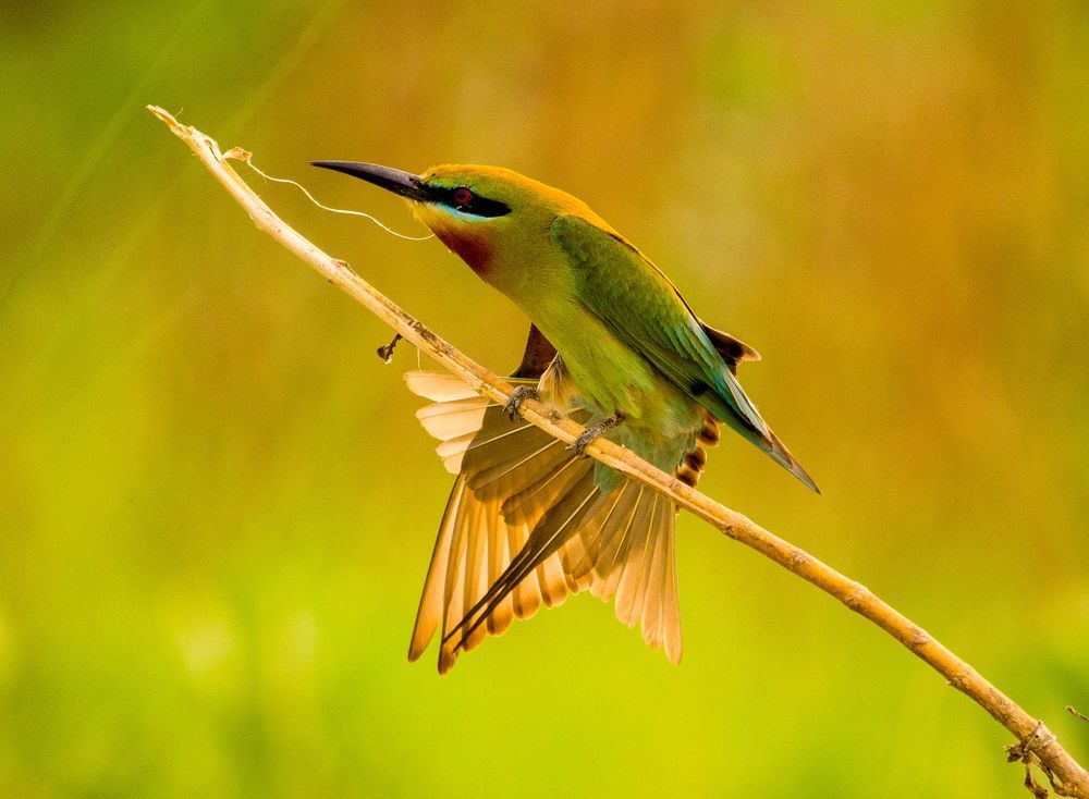 Nature Photography
