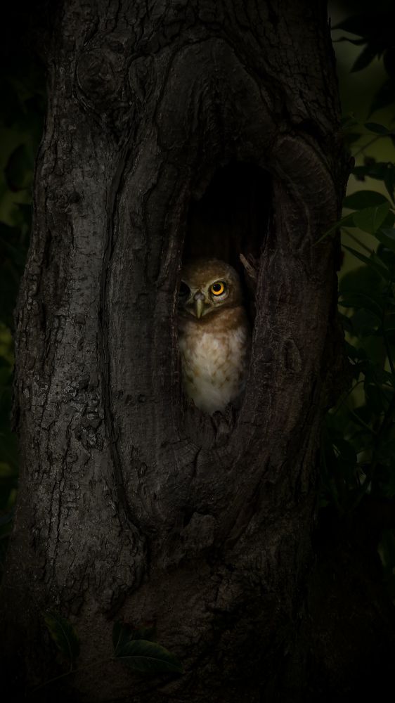 Nature Photography