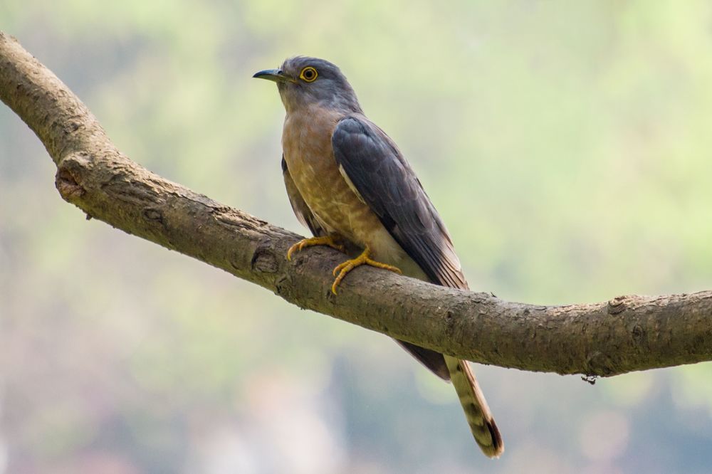 Nature Photography