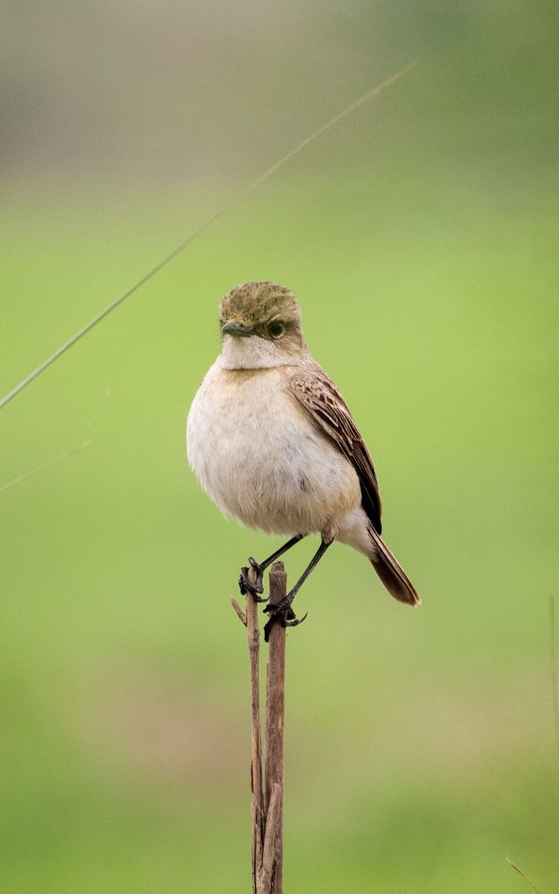 Nature Photography