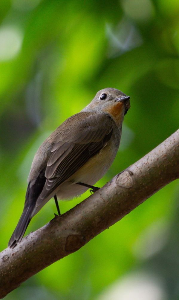 Nature Photography