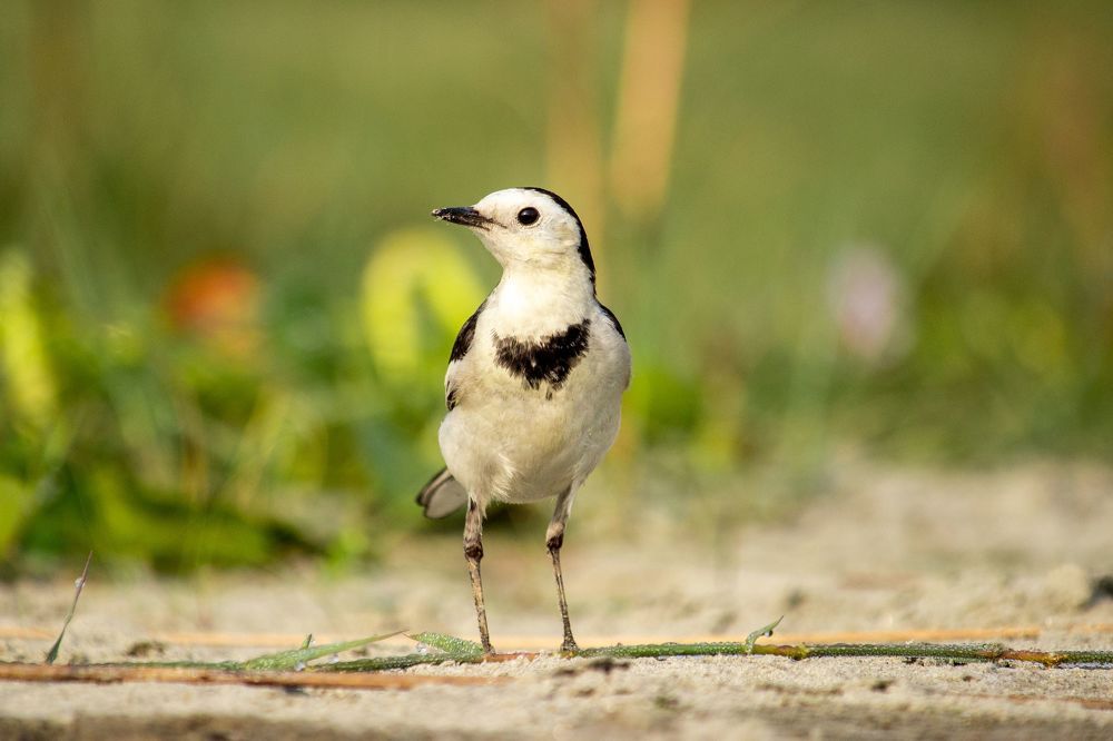 Nature Photography