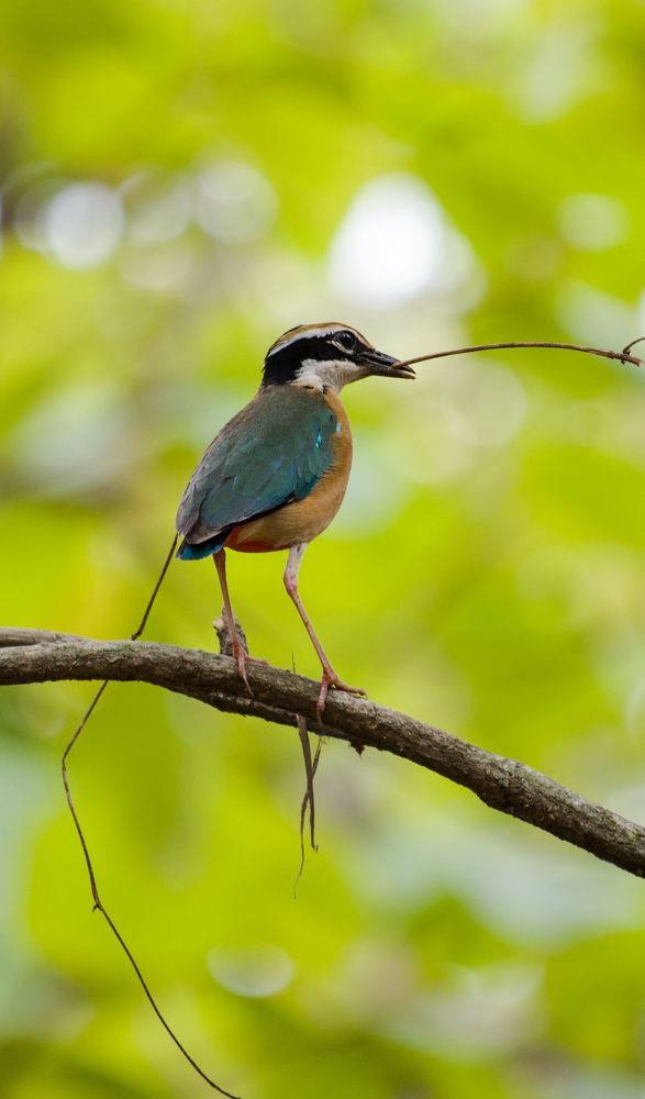 Nature Photography
