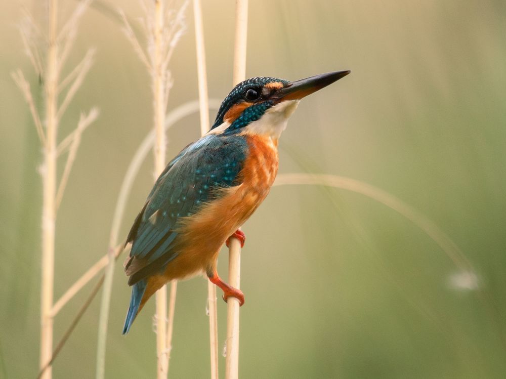 Nature Photography