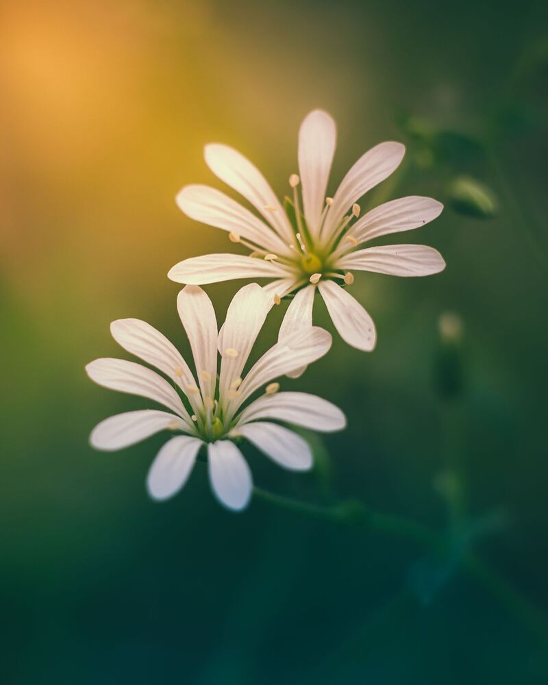 Звездочки
