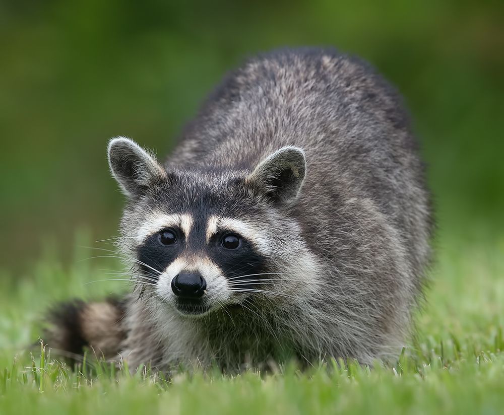 Енот-полоскун -Raccoon