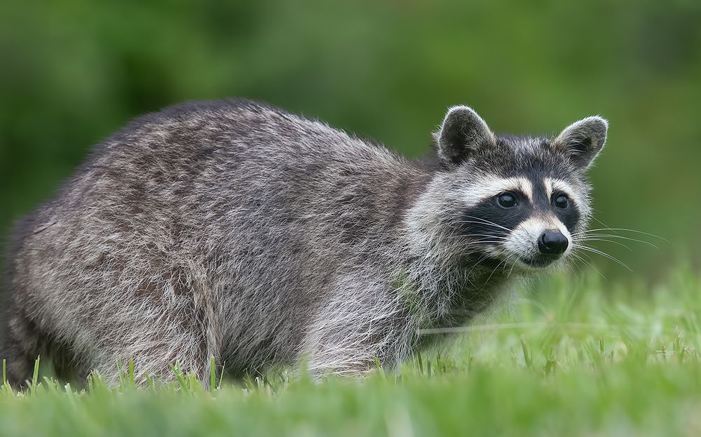 Енот-полоскун -Raccoon