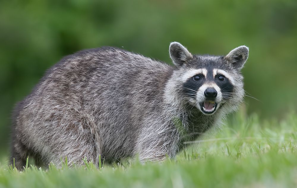 Енот-полоскун -Raccoon