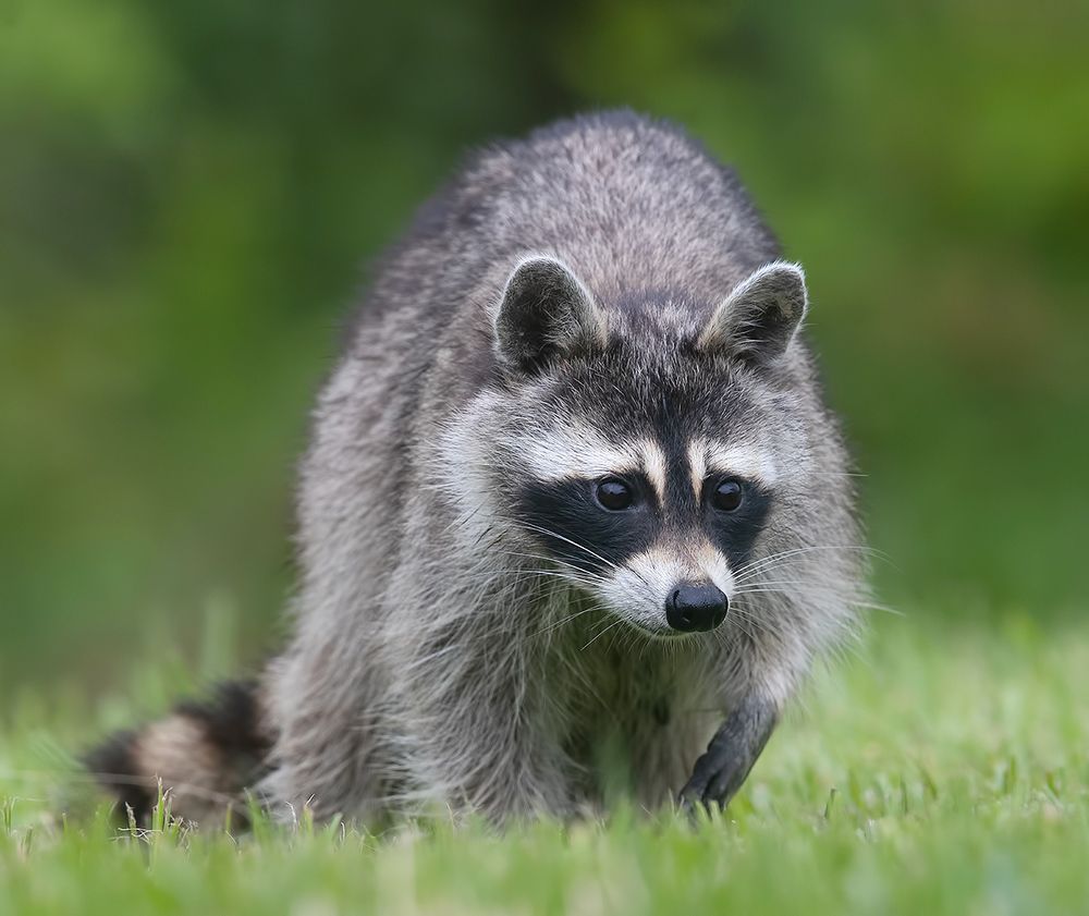 Енот-полоскун -Raccoon