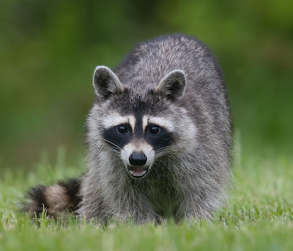 Енот-полоскун -Raccoon