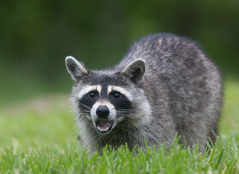 Енот-полоскун -Raccoon