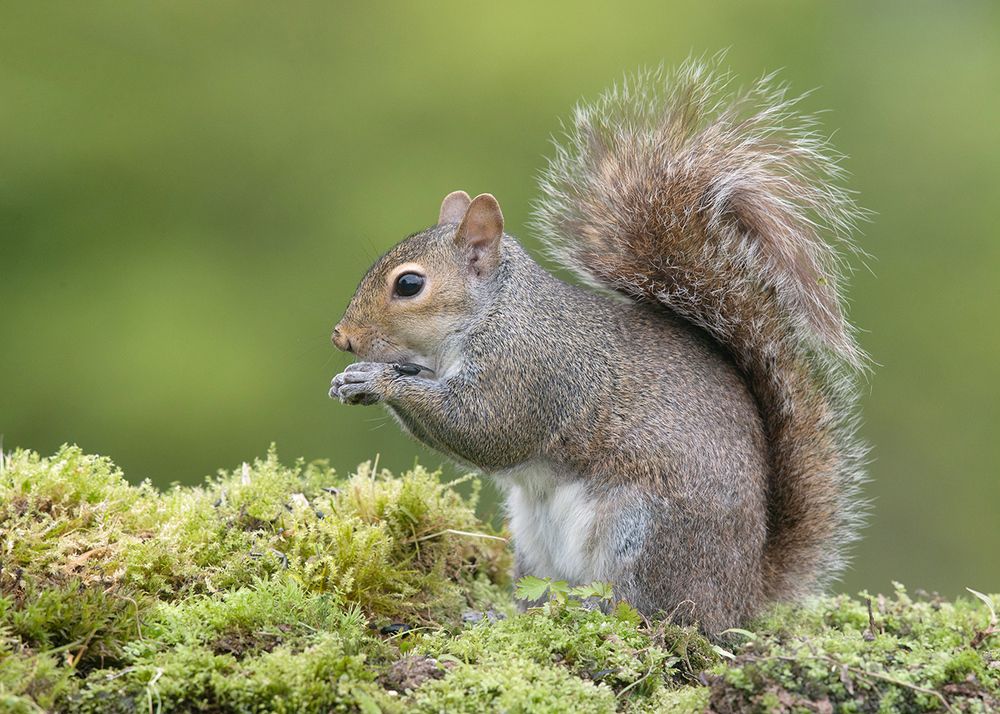 Gray squirrel - Каролинская белка