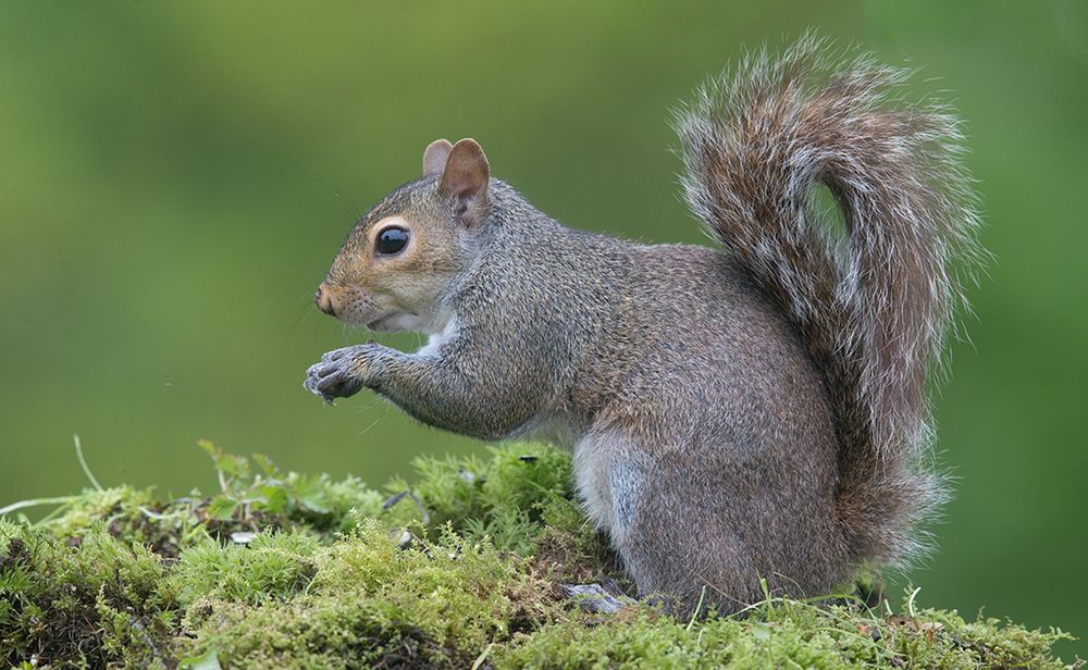 Gray squirrel - Каролинская белка