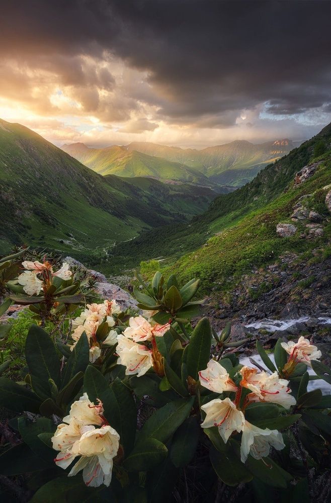 Цветы и горы