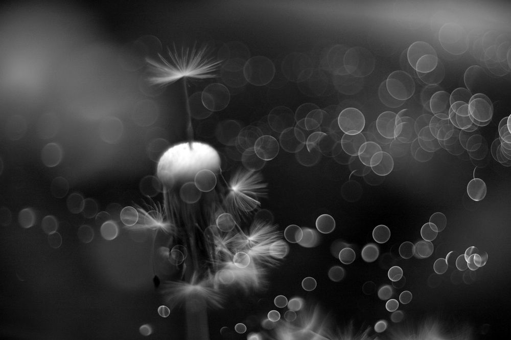 Melody of summer...