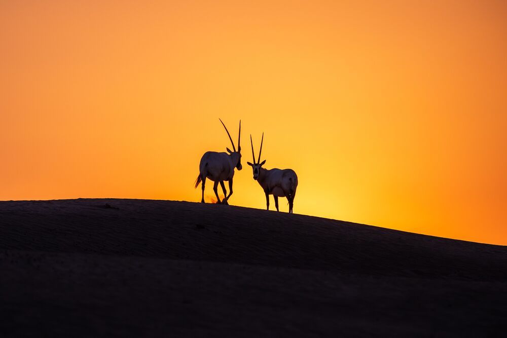 Majestic Arabian Oryx