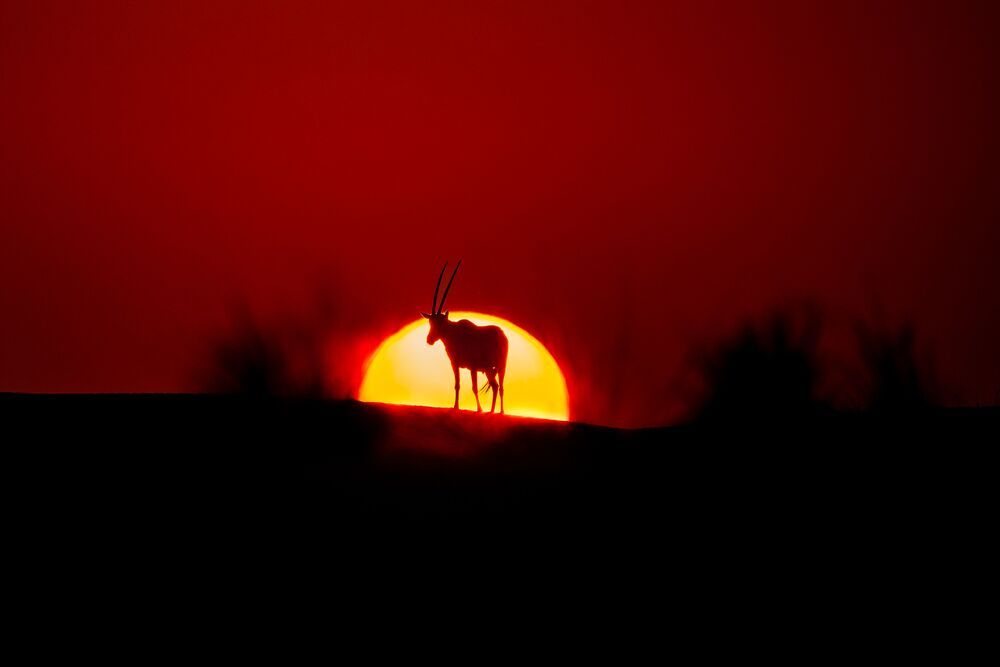 Majestic Arabian Oryx