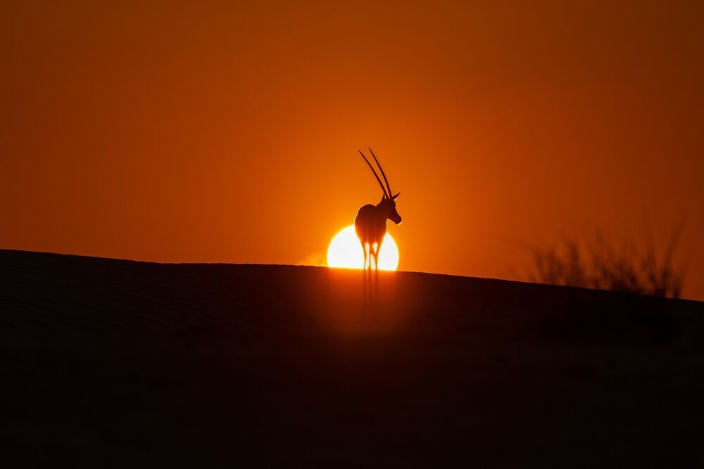 Majestic Arabian Oryx