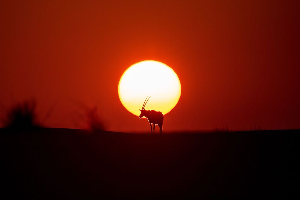 Majestic Arabian Oryx