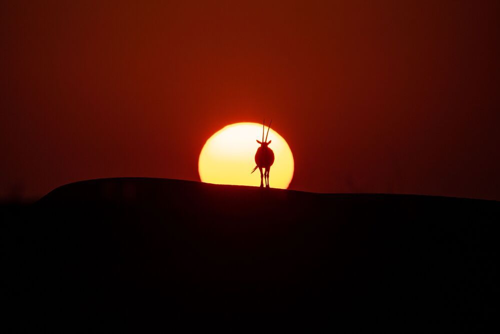 Majestic Arabian Oryx