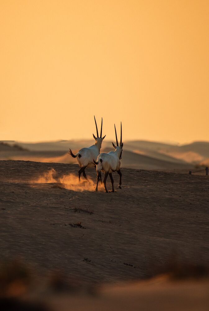 Majestic Arabian Oryx