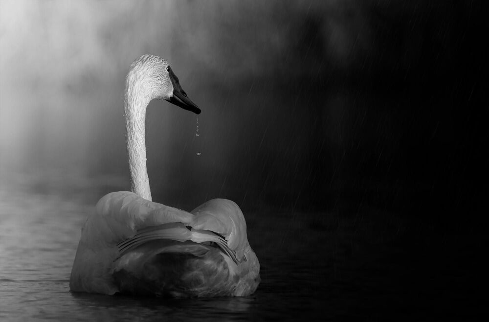 Beautiful Feathers