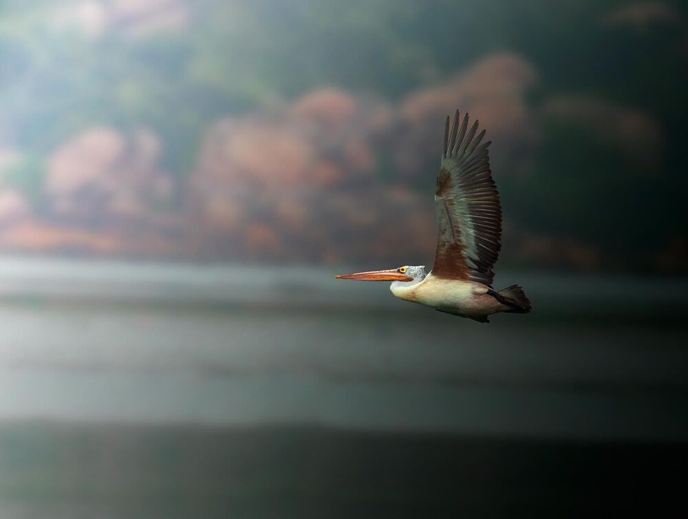 Beautiful Feathers