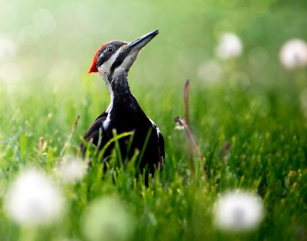Beautiful Feathers