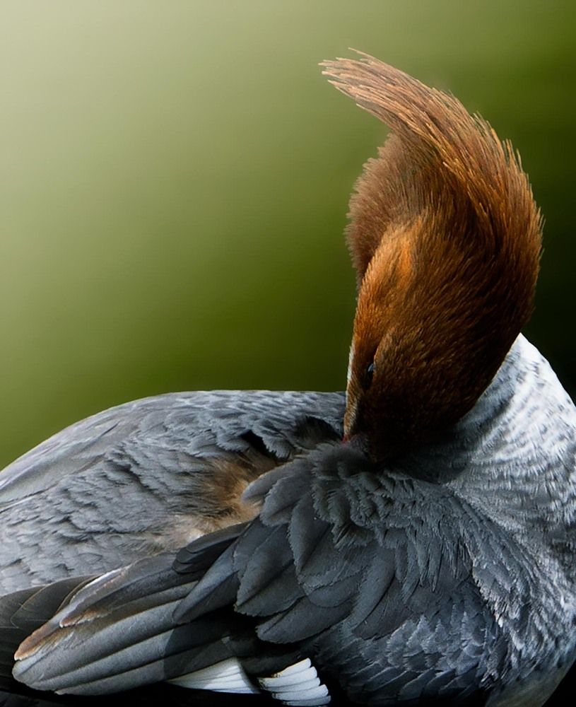 Beautiful Feathers