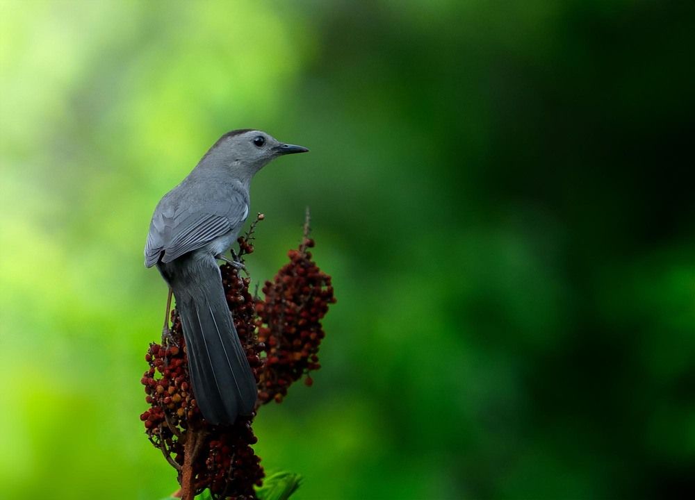 Beautiful Feathers